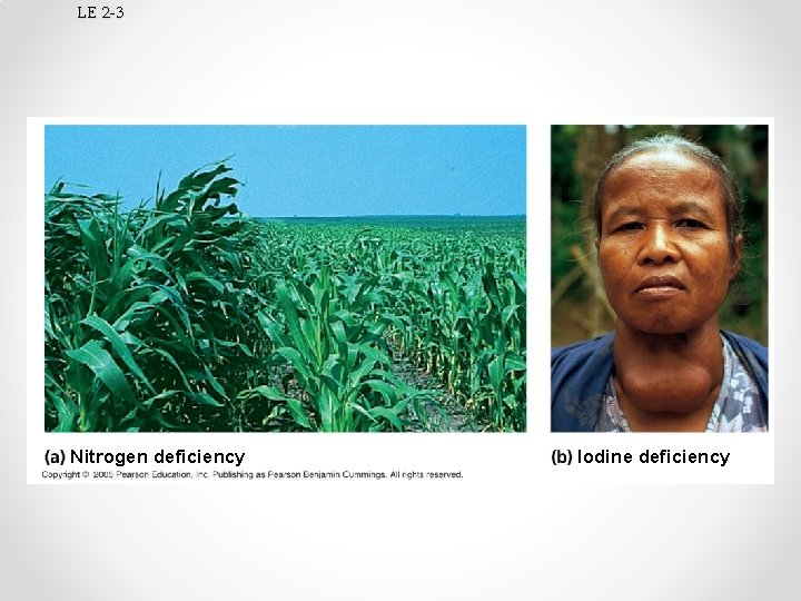 LE 2 -3 Nitrogen deficiency Iodine deficiency 