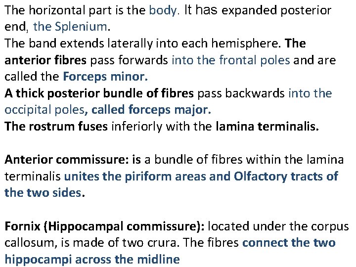 The horizontal part is the body. It has expanded posterior end, the Splenium. The