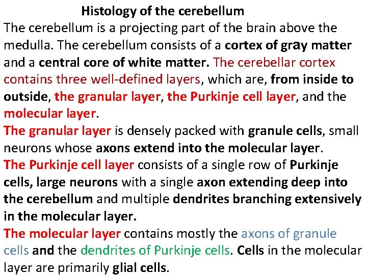 Histology of the cerebellum The cerebellum is a projecting part of the brain above