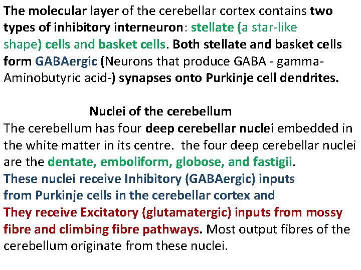 The molecular layer of the cerebellar cortex contains two types of inhibitory interneuron: stellate