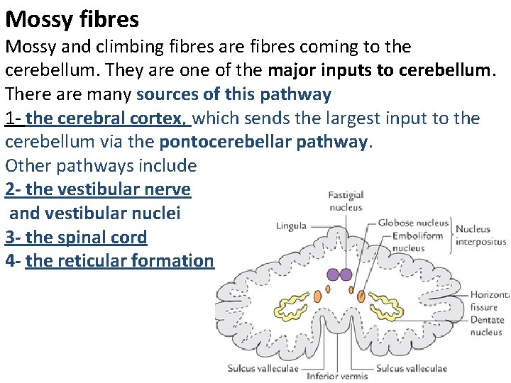 Mossy fibres Mossy and climbing fibres are fibres coming to the cerebellum. They are