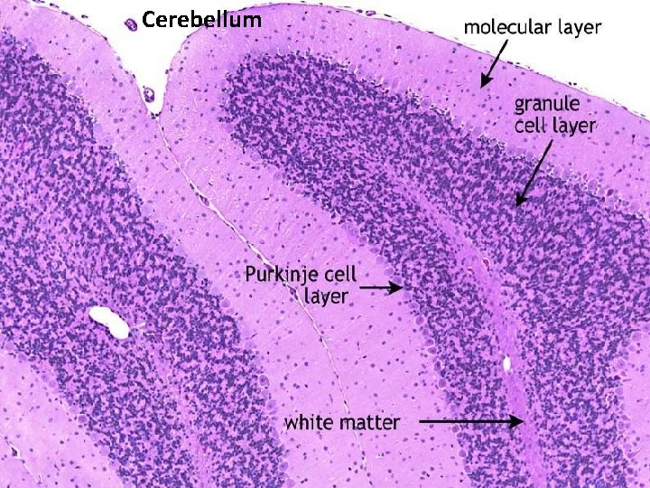 Cerebellum 