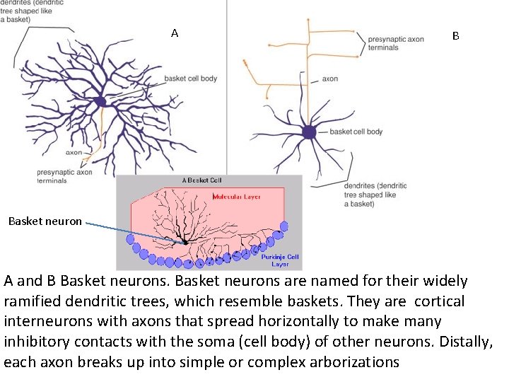A B Basket neuron A and B Basket neurons are named for their widely