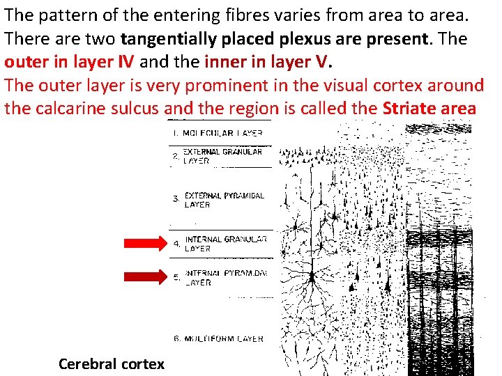 The pattern of the entering fibres varies from area to area. There are two