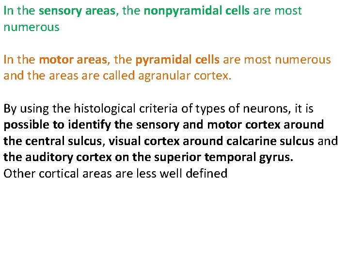 In the sensory areas, the nonpyramidal cells are most numerous In the motor areas,