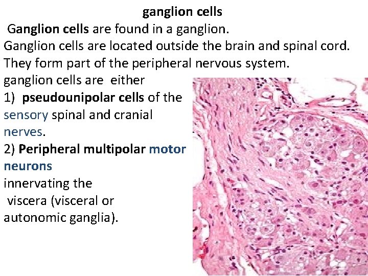 ganglion cells Ganglion cells are found in a ganglion. Ganglion cells are located outside