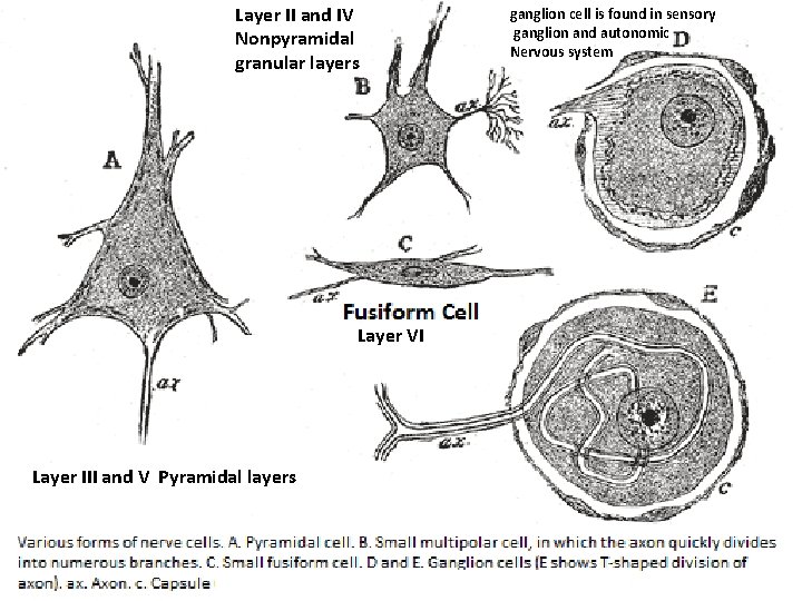 Layer II and IV Nonpyramidal granular layers Layer VI Layer III and V Pyramidal