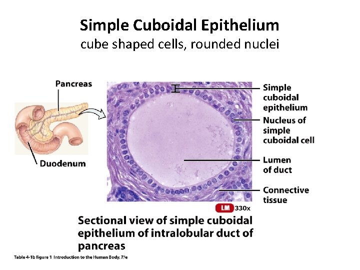 Simple Cuboidal Epithelium cube shaped cells, rounded nuclei 