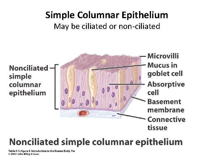 Simple Columnar Epithelium May be ciliated or non-ciliated 