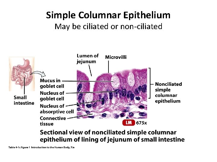 Simple Columnar Epithelium May be ciliated or non-ciliated 