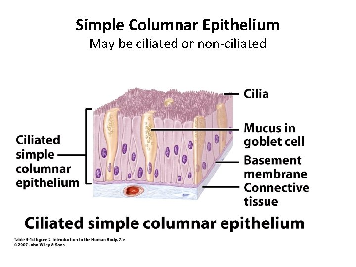 Simple Columnar Epithelium May be ciliated or non-ciliated 