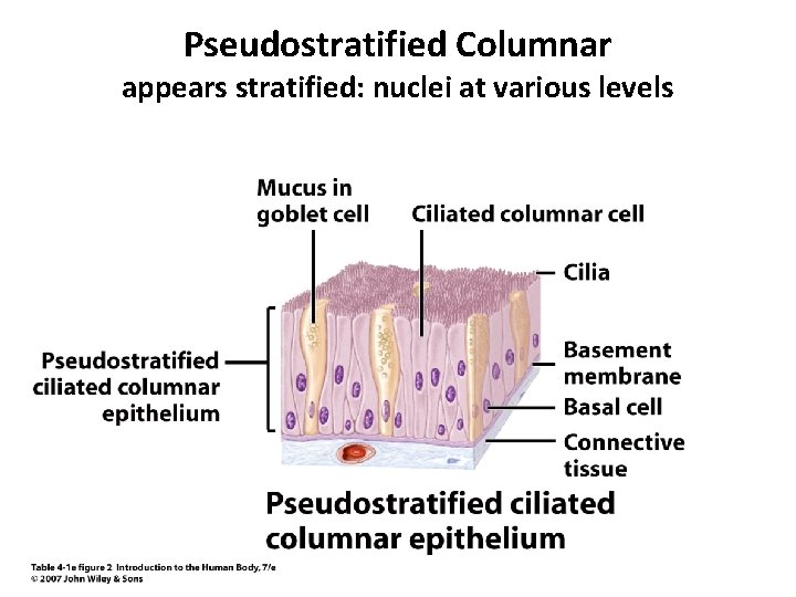 Pseudostratified Columnar appears stratified: nuclei at various levels 