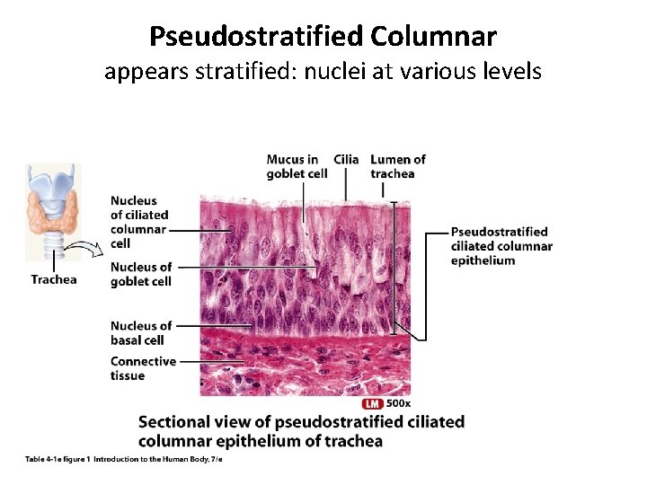 Pseudostratified Columnar appears stratified: nuclei at various levels 