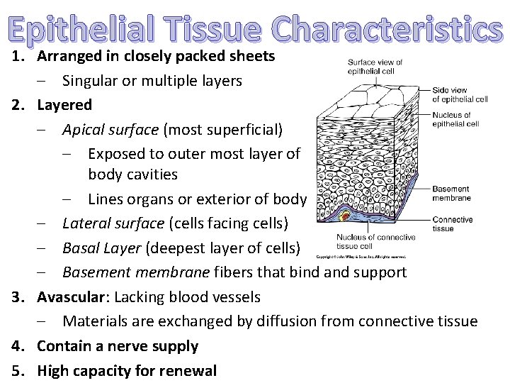 Epithelial Tissue Characteristics 1. Arranged in closely packed sheets 2. 3. 4. 5. –