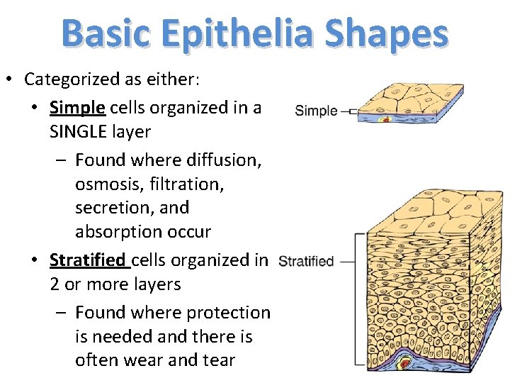 Basic Epithelia Shapes • Categorized as either: • Simple cells organized in a SINGLE