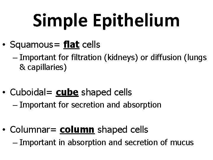 Simple Epithelium • Squamous= flat cells – Important for filtration (kidneys) or diffusion (lungs