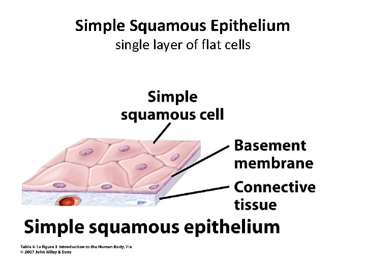 Simple Squamous Epithelium single layer of flat cells 