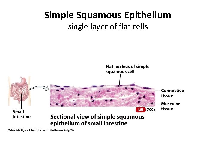 Simple Squamous Epithelium single layer of flat cells 