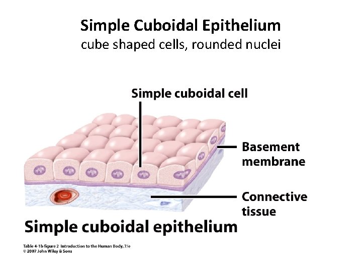 Simple Cuboidal Epithelium cube shaped cells, rounded nuclei 