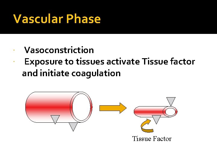 Vascular Phase Vasoconstriction Exposure to tissues activate Tissue factor and initiate coagulation Tissue Factor