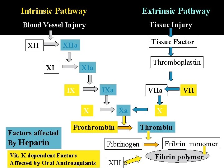 Intrinsic Pathway Extrinsic Pathway Tissue Injury Blood Vessel Injury Tissue Factor XIIa XII Thromboplastin