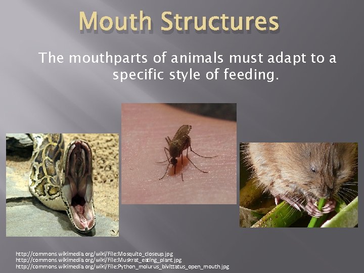 animal-variations-and-behaviors-ensuring-survival-ensuring-survival