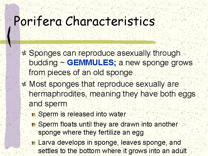 Porifera Characteristics Sponges can reproduce asexually through budding ~ GEMMULES; a new sponge grows