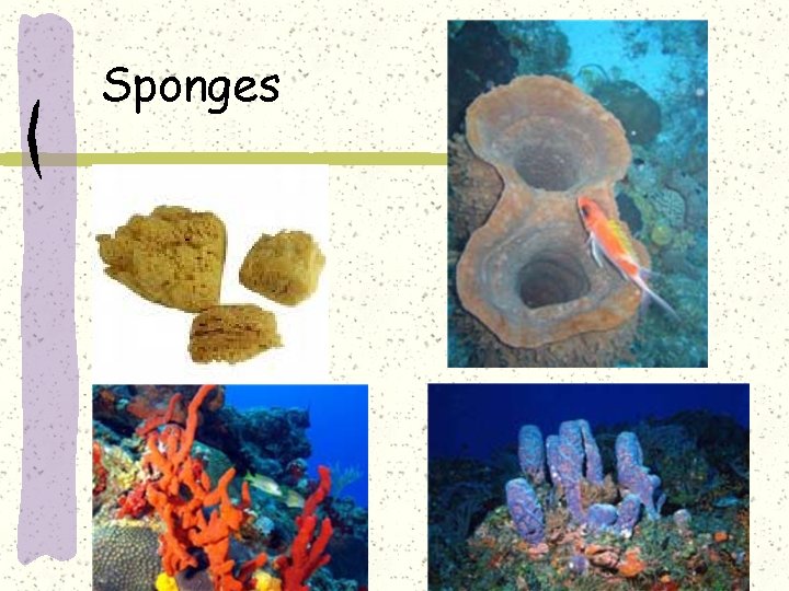 Sponges 