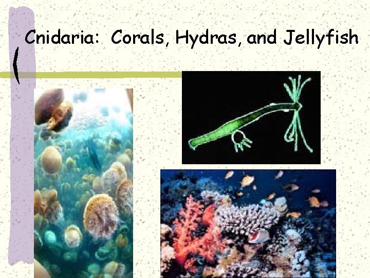 Cnidaria: Corals, Hydras, and Jellyfish 