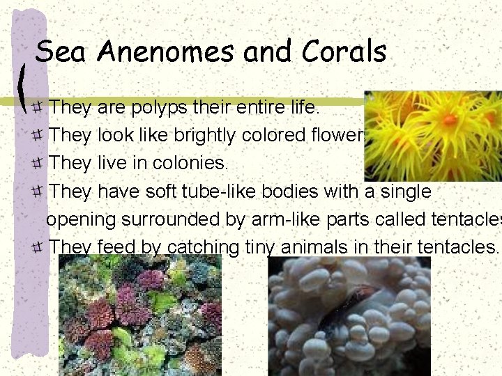 Sea Anenomes and Corals They are polyps their entire life. They look like brightly