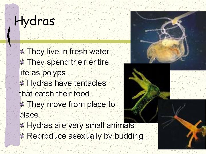 Hydras They live in fresh water. They spend their entire life as polyps. Hydras