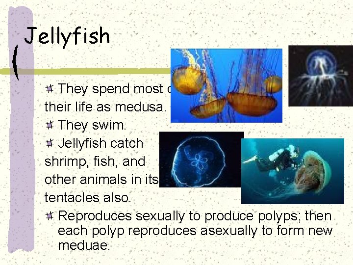 Jellyfish They spend most of their life as medusa. They swim. Jellyfish catch shrimp,