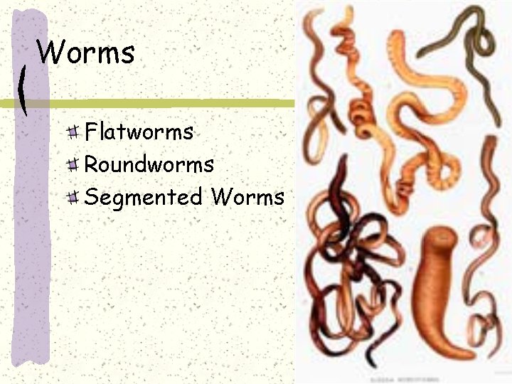 Worms Flatworms Roundworms Segmented Worms 