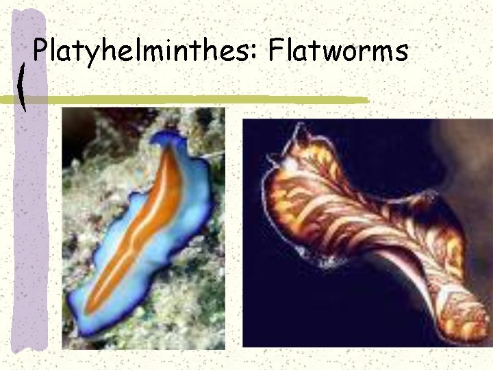 Platyhelminthes: Flatworms 