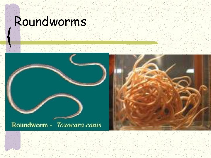 Roundworms 