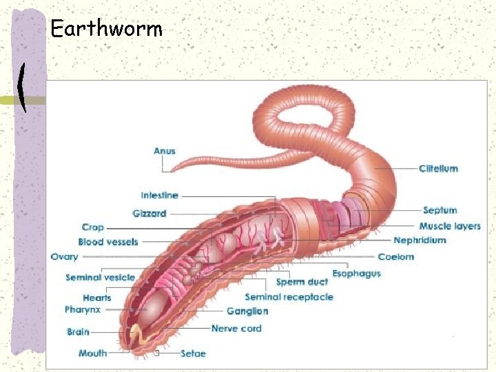 Earthworm 