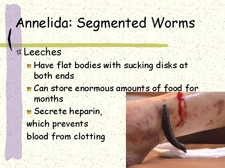 Annelida: Segmented Worms Leeches Have flat bodies with sucking disks at both ends Can
