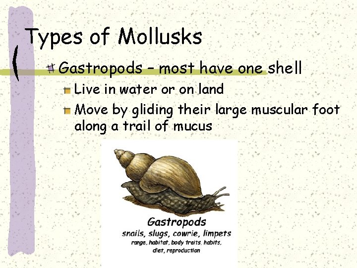 Types of Mollusks Gastropods – most have one shell Live in water or on