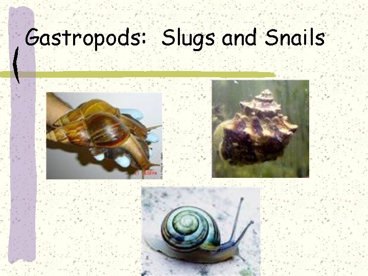 Gastropods: Slugs and Snails 