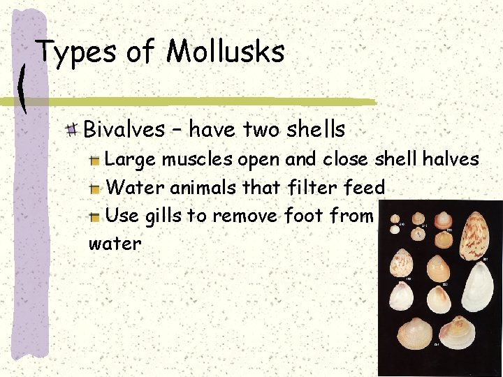 Types of Mollusks Bivalves – have two shells Large muscles open and close shell