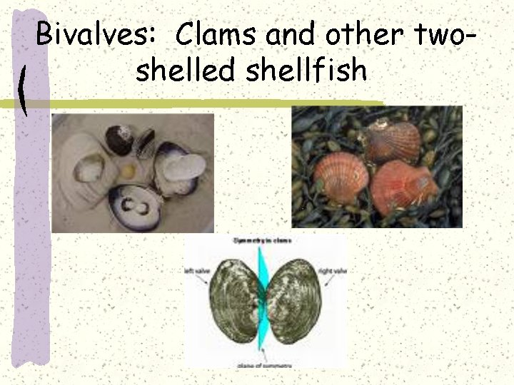 Bivalves: Clams and other twoshelled shellfish 