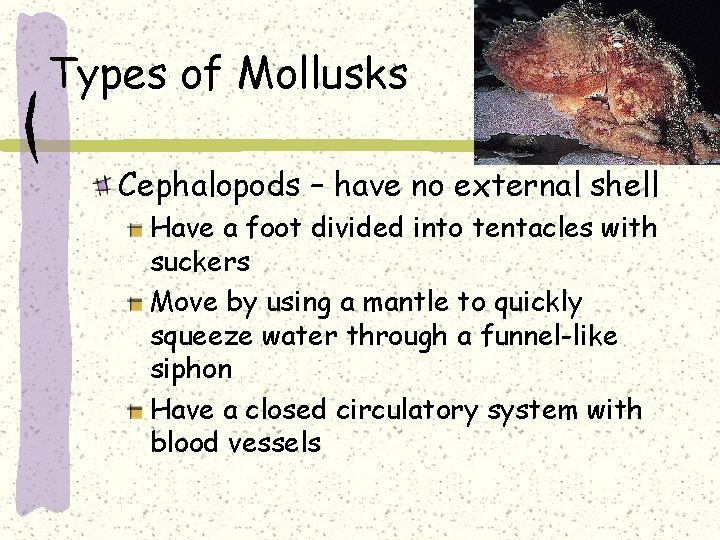 Types of Mollusks Cephalopods – have no external shell Have a foot divided into