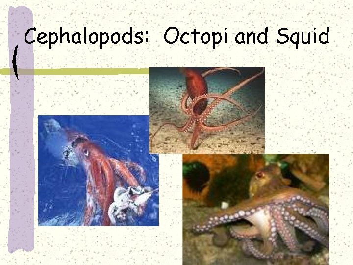 Cephalopods: Octopi and Squid 