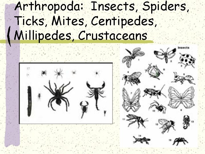 Arthropoda: Insects, Spiders, Ticks, Mites, Centipedes, Millipedes, Crustaceans 