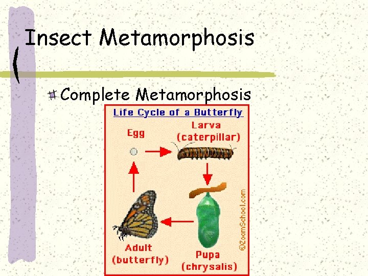 Insect Metamorphosis Complete Metamorphosis 