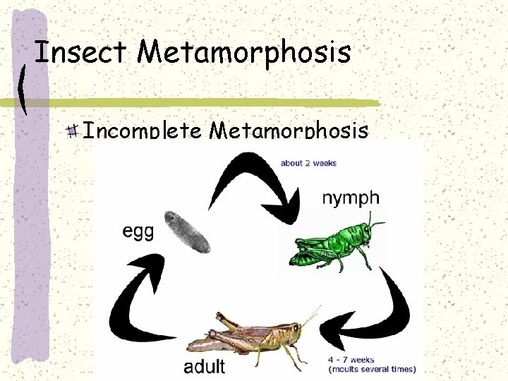 Insect Metamorphosis Incomplete Metamorphosis 