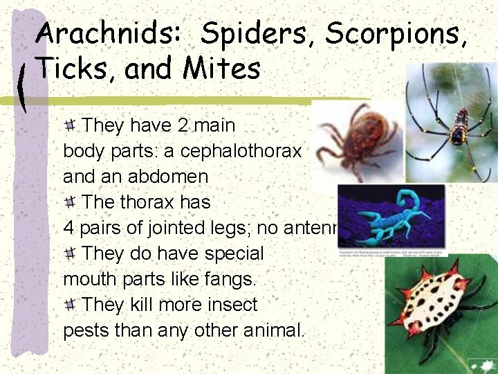 Arachnids: Spiders, Scorpions, Ticks, and Mites They have 2 main body parts: a cephalothorax