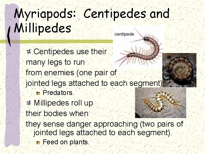Myriapods: Centipedes and Millipedes Centipedes use their many legs to run from enemies (one