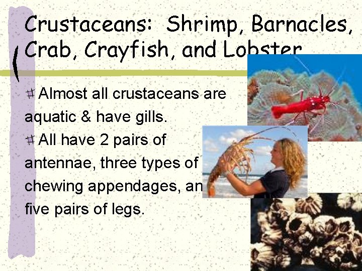 Crustaceans: Shrimp, Barnacles, Crab, Crayfish, and Lobster Almost all crustaceans are aquatic & have