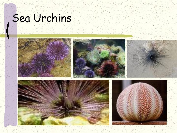 Sea Urchins 